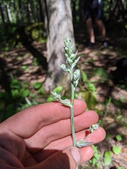 Anticlea elegans glauca