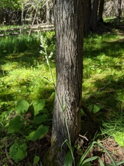 Anticlea elegans glauca