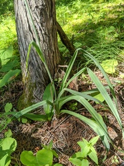 Anticlea elegans glauca