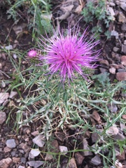 Cirsium wheeleri