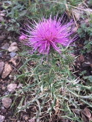 Cirsium wheeleri