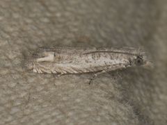 Eucosma subminimana
