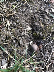 Cyclocosmia truncata