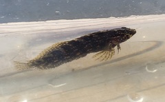 Chasmodes bosquianus