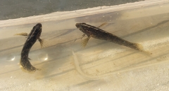 Chasmodes bosquianus