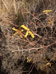 Prosopis strombulifera