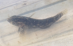 Chasmodes bosquianus