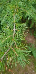 Cedrus deodara