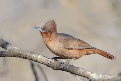 Brown Cacholote photo 2