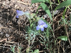 Penstemon linarioides