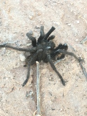 Aphonopelma gabeli