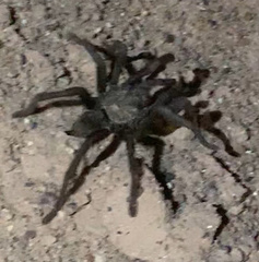 Aphonopelma gabeli