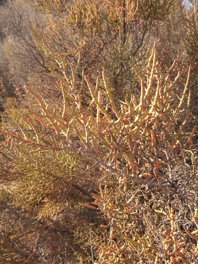 Allenrolfea vaginata