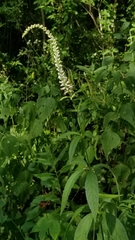 Veronicastrum