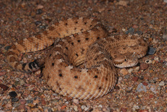 Crotalus cerastes cercobombus
