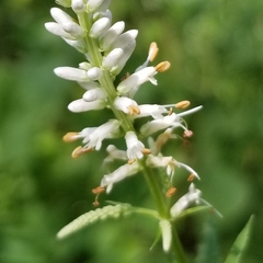 Veronicastrum