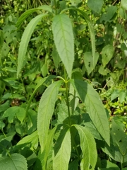 Veronicastrum