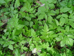 Osmorhiza longistylis