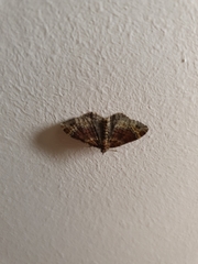 Xanthorhoe spadicearia