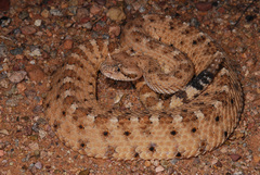 Crotalus cerastes cercobombus