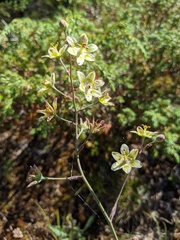Anticlea elegans glauca