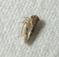 Agalliina