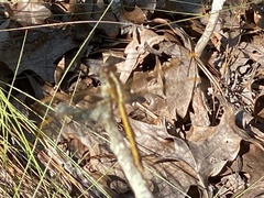 Libellula auripennis