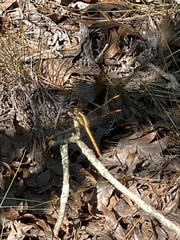 Libellula auripennis