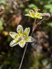 Anticlea elegans glauca