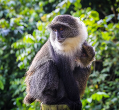 Cercopithecus mitis kolbi