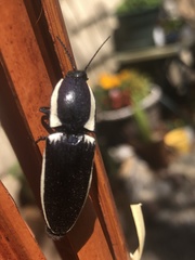 Chalcolepidius apacheanus