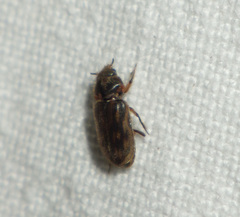 Heterocerus fenestratus