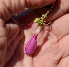 Penstemon spectabilis spectabilis