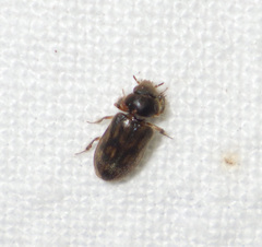 Heterocerus fenestratus