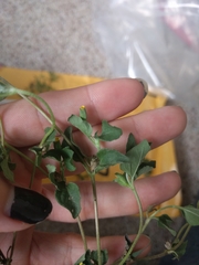 Calyptocarpus vialis