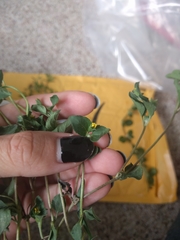 Calyptocarpus vialis