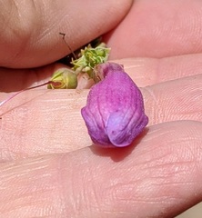 Penstemon spectabilis spectabilis