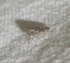 Agalliina