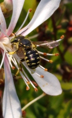 Anthidium maculifrons