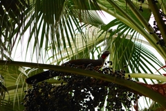 Penelope superciliaris