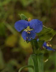 Commelina tuberosa