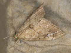 Scybalistodes periculosalis