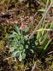Draba arabisans