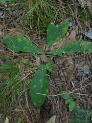 Coleosporium elephantopodis