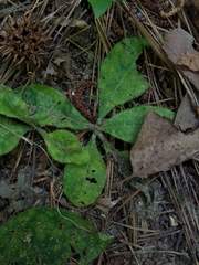 Coleosporium elephantopodis