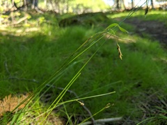 Carex capillaris