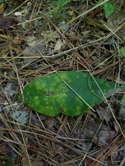 Coleosporium elephantopodis