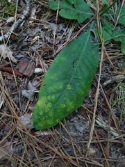 Coleosporium elephantopodis