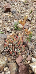 Dudleya farinosa