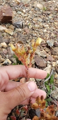 Dudleya farinosa